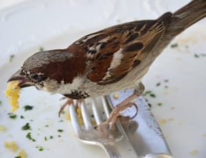 brown and white sparrow thumbnail