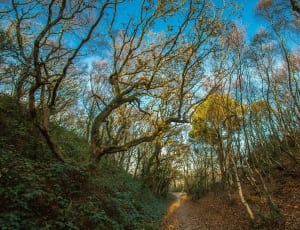 brown pathway surrounded by trees and plants thumbnail