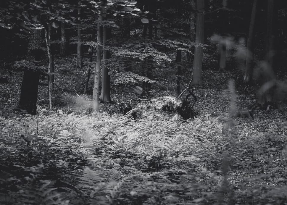 greyscale forest preview
