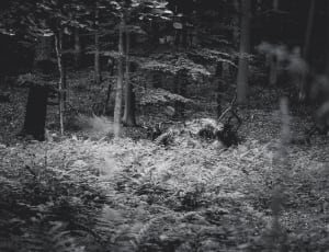 greyscale forest thumbnail
