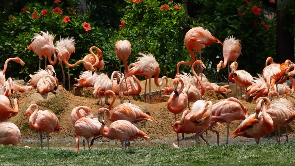 flock of flamingos preview
