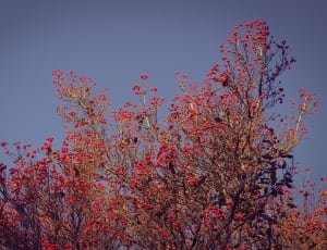 red leaf tree thumbnail