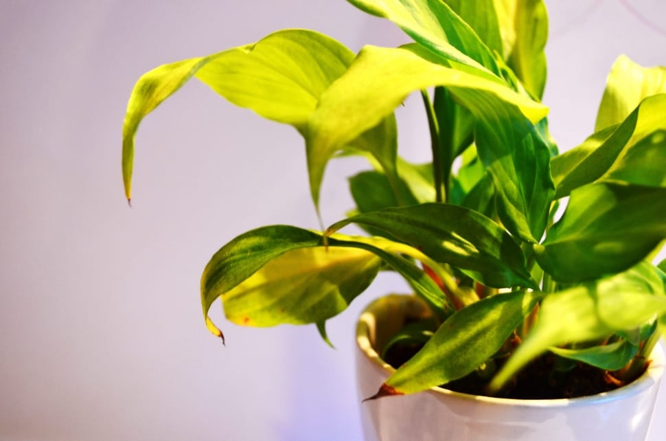 yellow-green ovate leaf plant preview