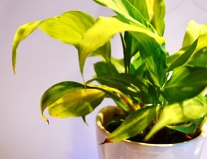 yellow-green ovate leaf plant thumbnail