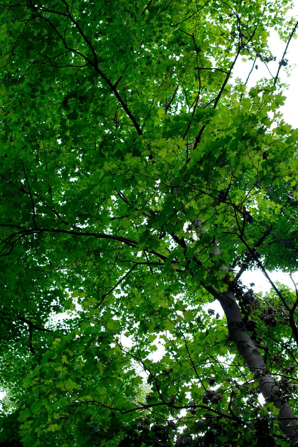 green leafed tree preview