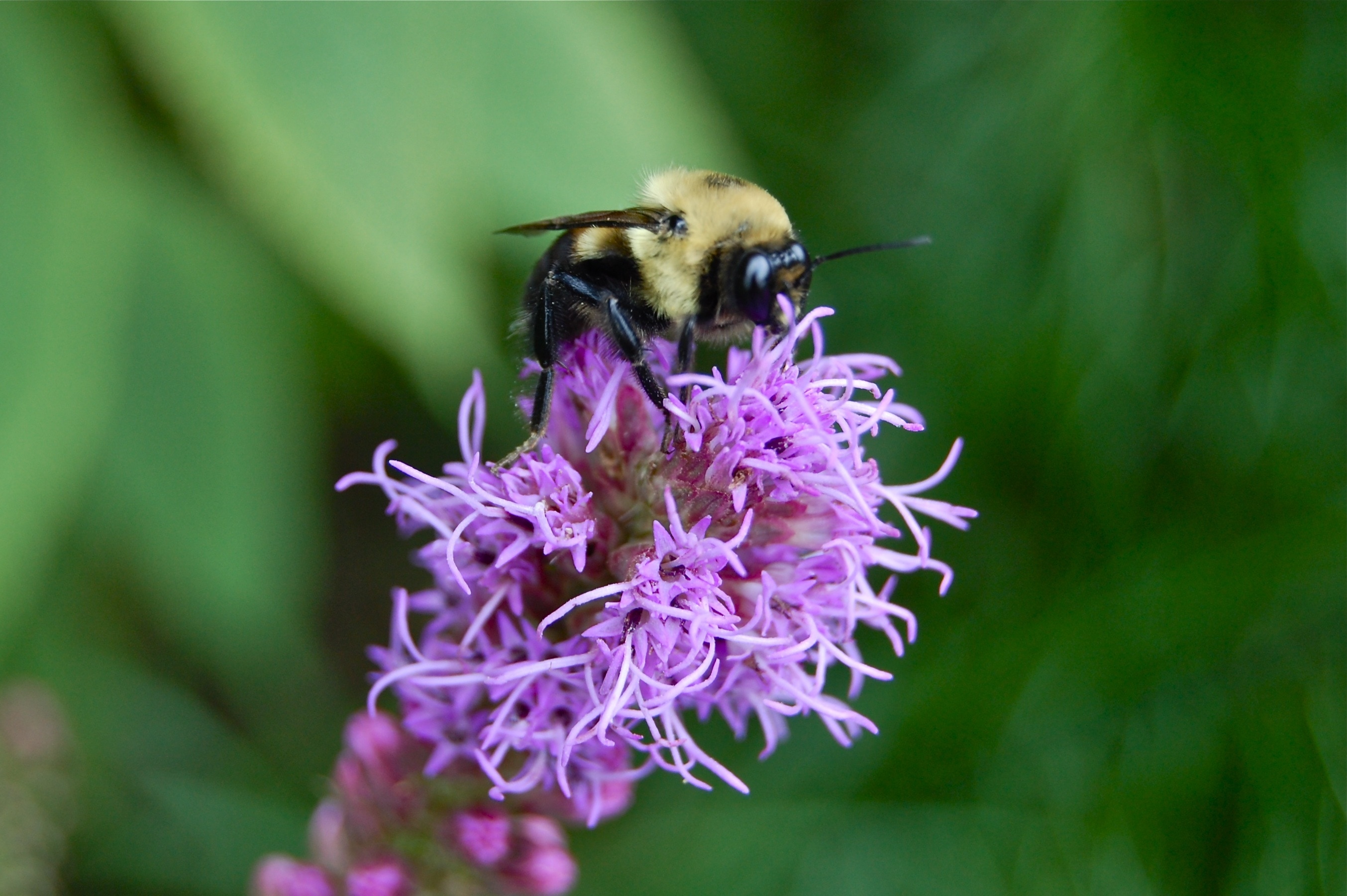 Для привлечения пчел. Пчела на фиолетовом цветке. Фиолетовые насекомые. Фиолетовый Шмель. Сирень опыляют пчелы.