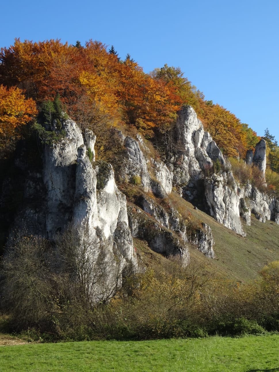 autumn trees preview