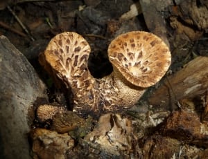 43 royalty free black mushrooms images - Peakpx