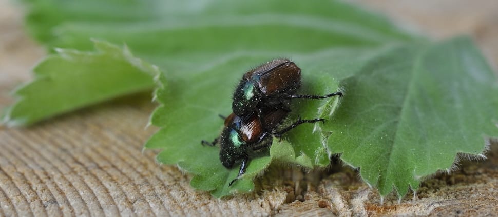 japanese beetle preview
