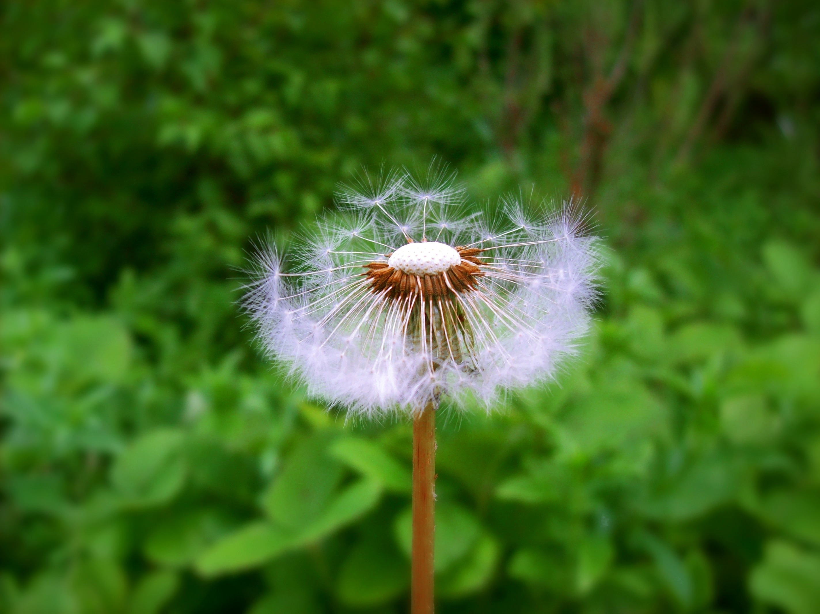 white and brown dandelion