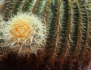 green spiked cactus thumbnail