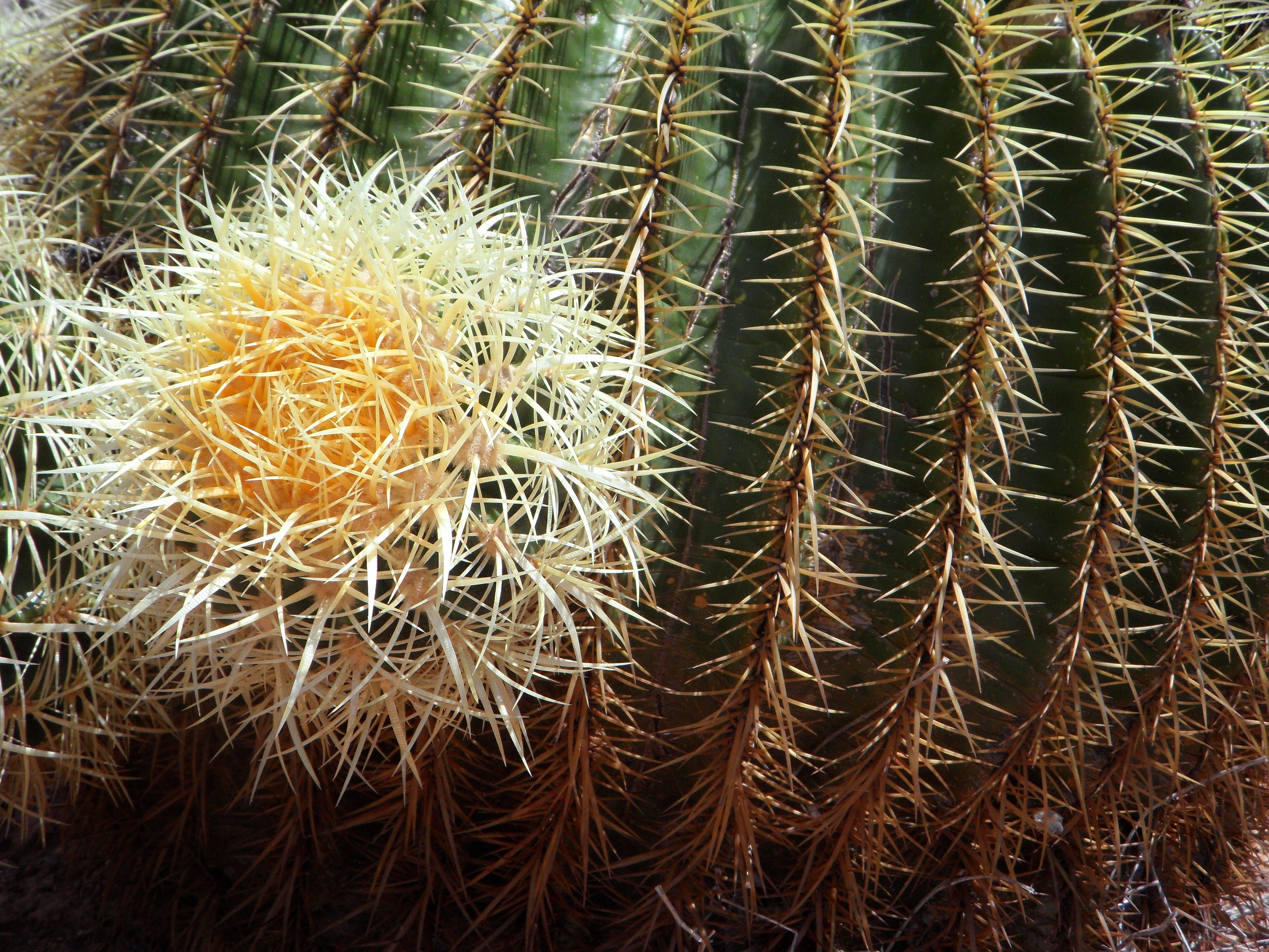green spiked cactus