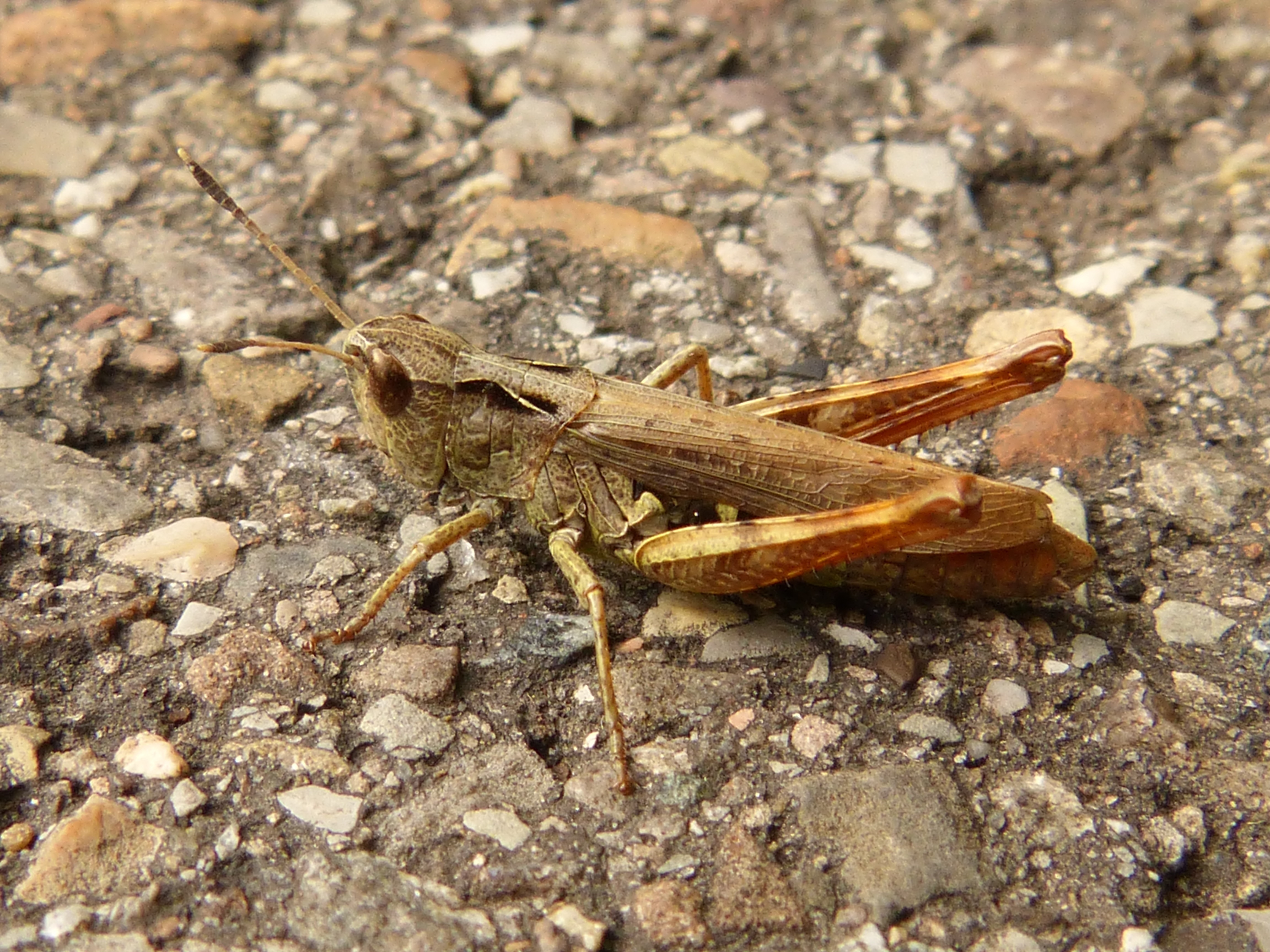 brown grasshopper