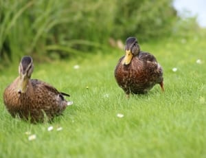 2 brown ducks thumbnail