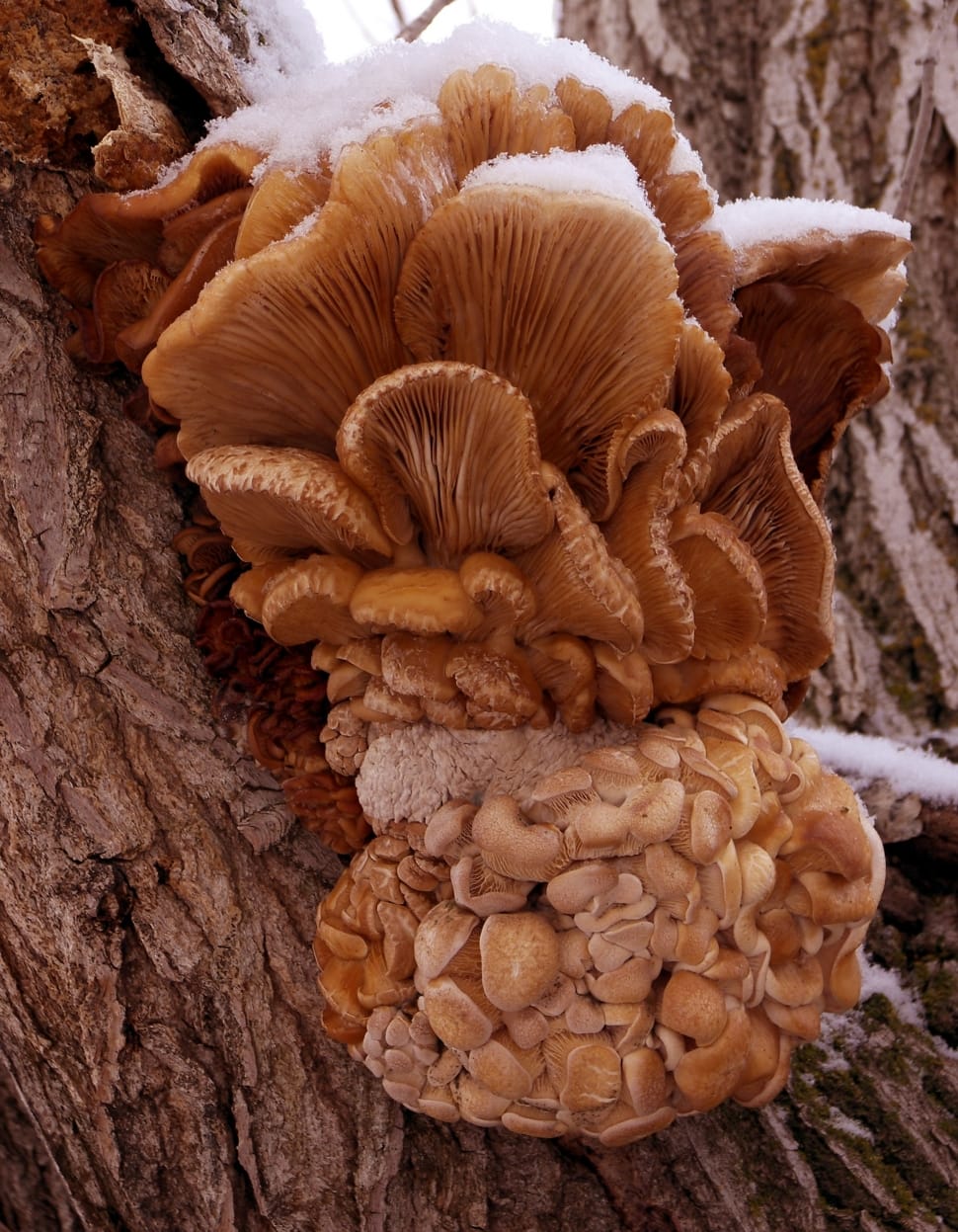 wild mushroom on gray tree trunk preview