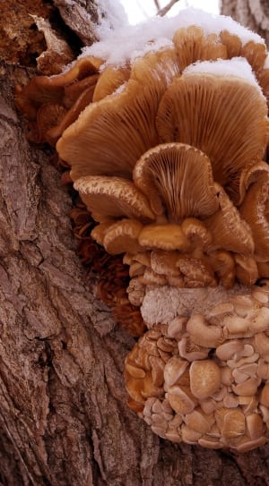 wild mushroom on gray tree trunk thumbnail