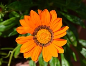 photo of orange petal flower thumbnail