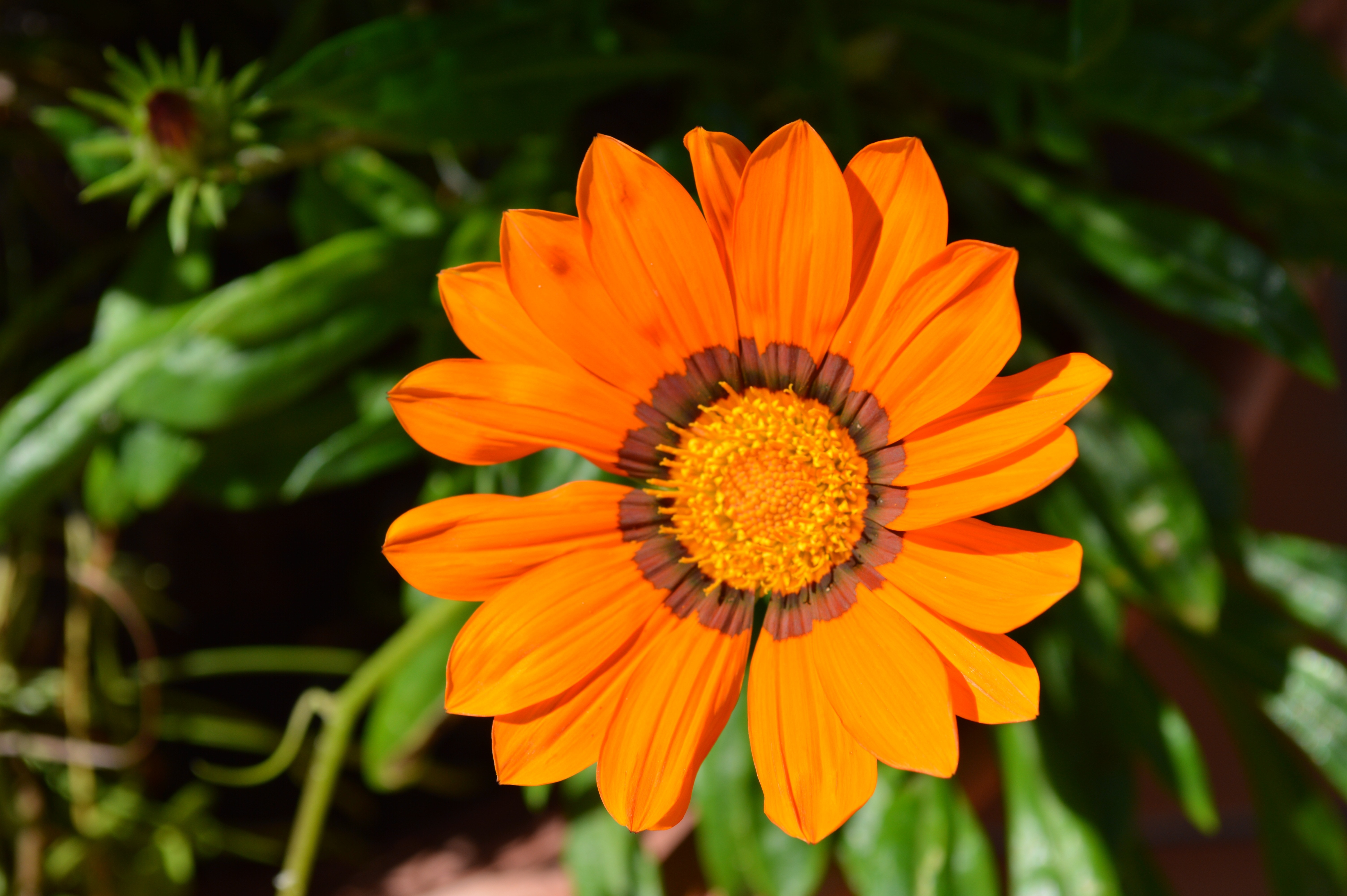 photo of orange petal flower