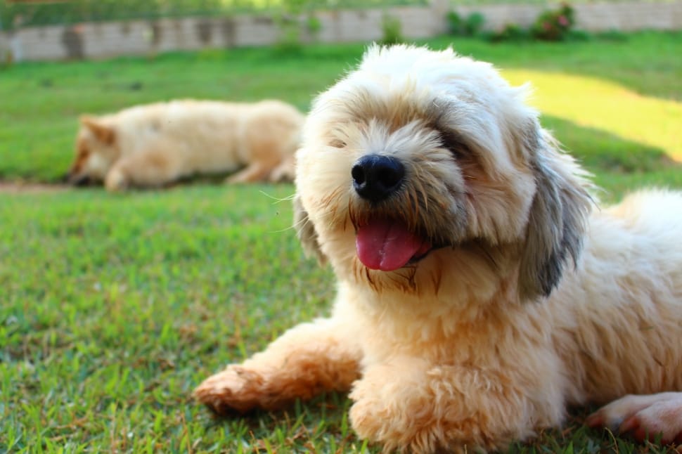 Brown And Black Shih Tzu Free Image Peakpx