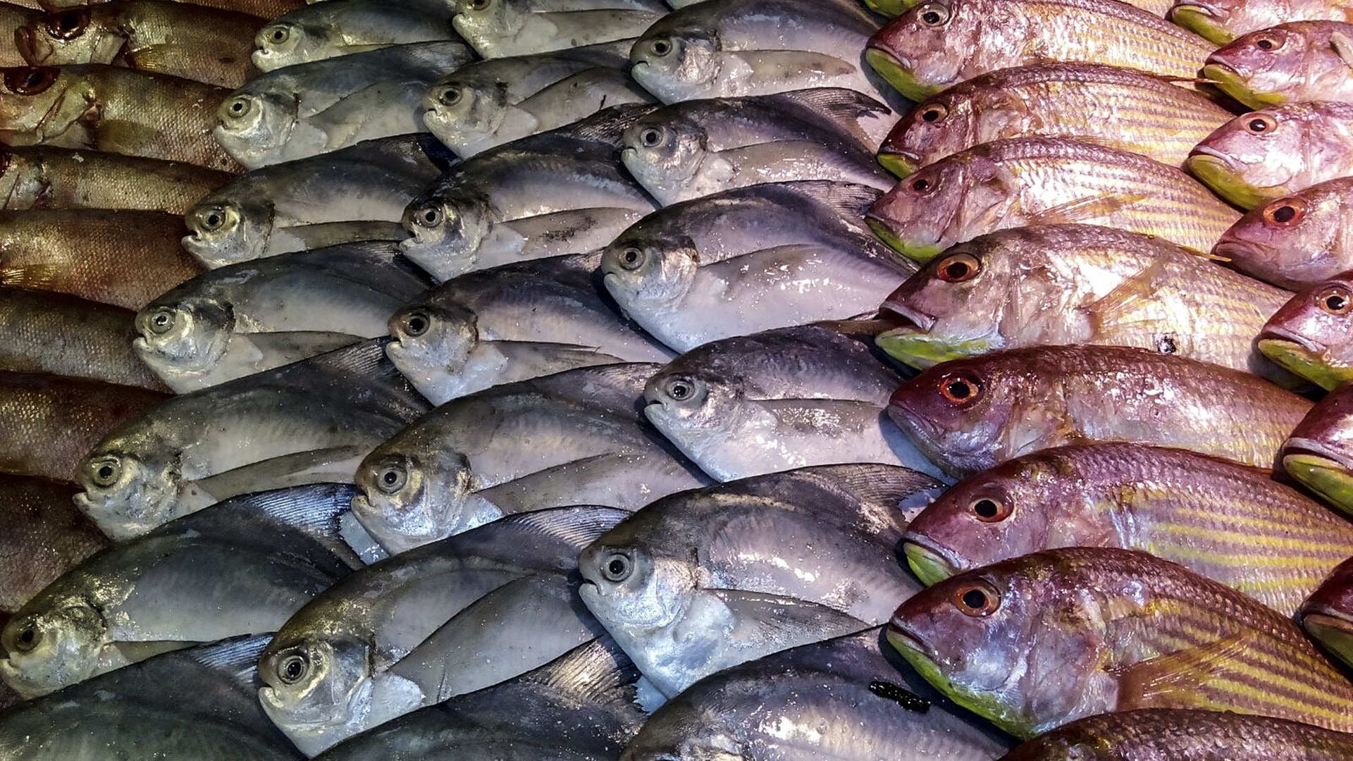 assorted fish