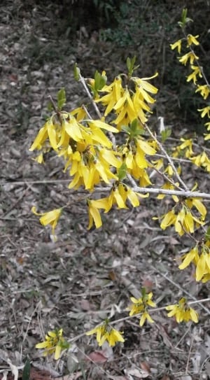 yellow petaled flowers thumbnail