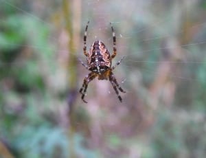 brown and grey spider thumbnail