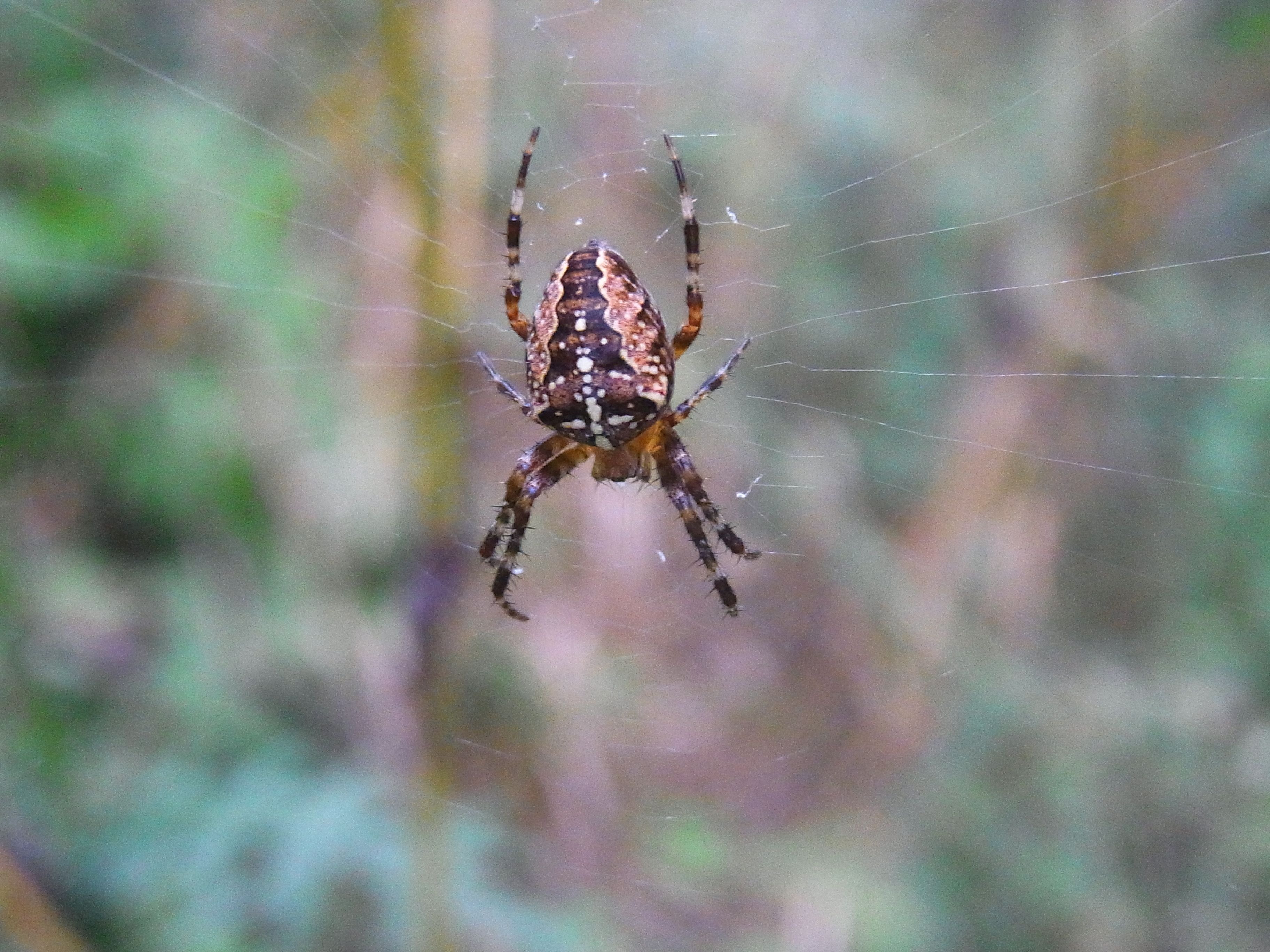 brown and grey spider