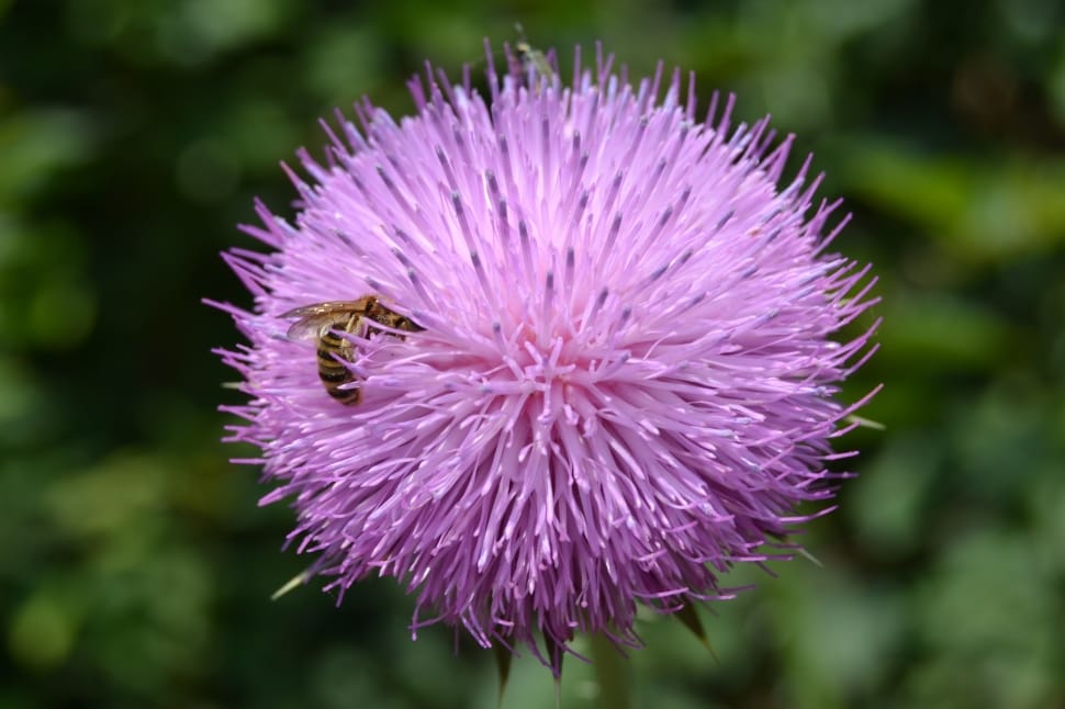 honey bee on purple flower preview
