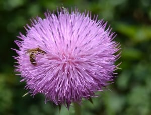 honey bee on purple flower thumbnail