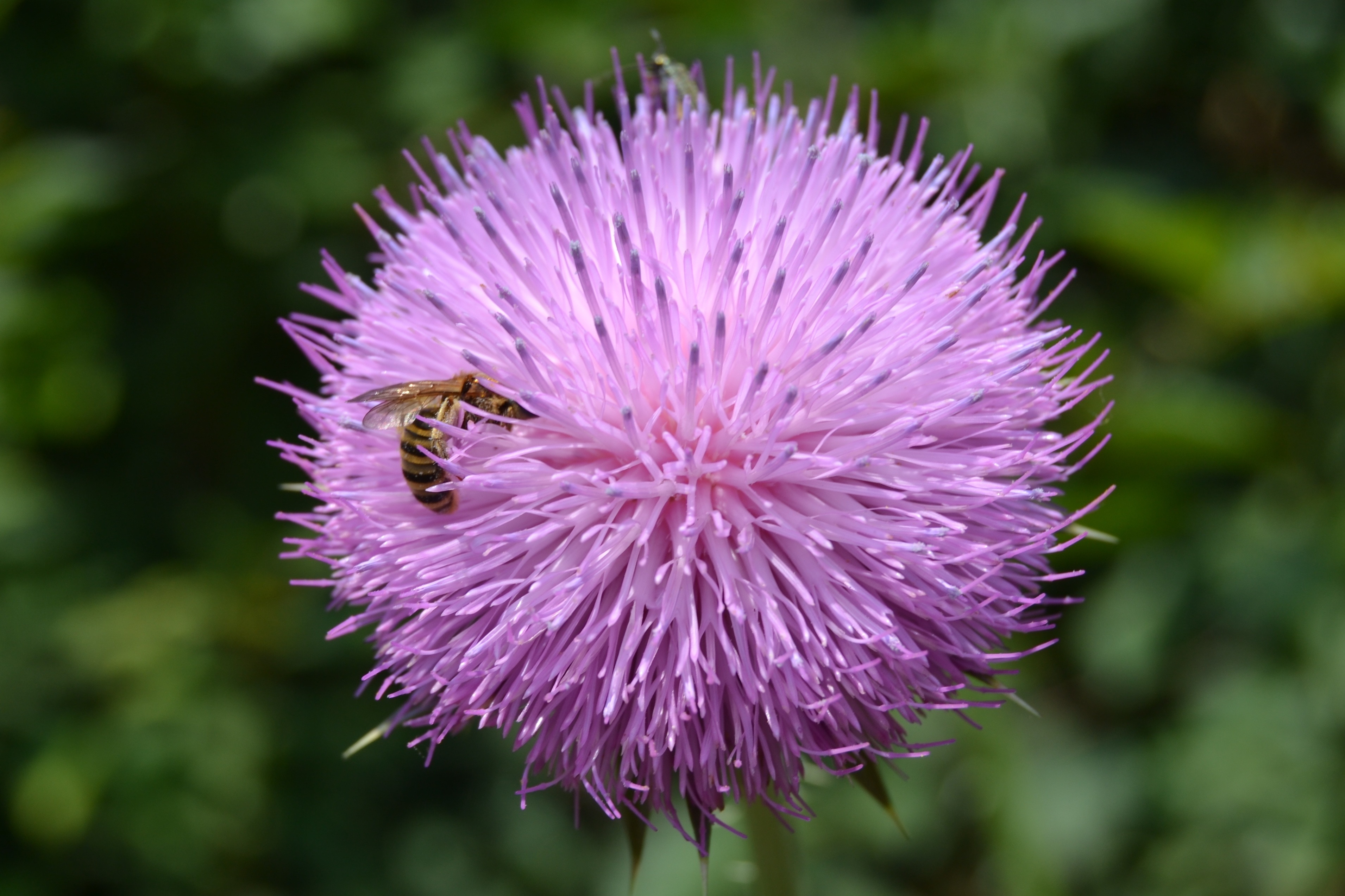 honey bee on purple flower