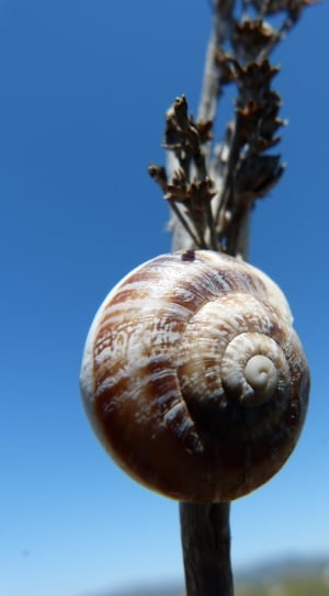 grey and brown snail shell thumbnail