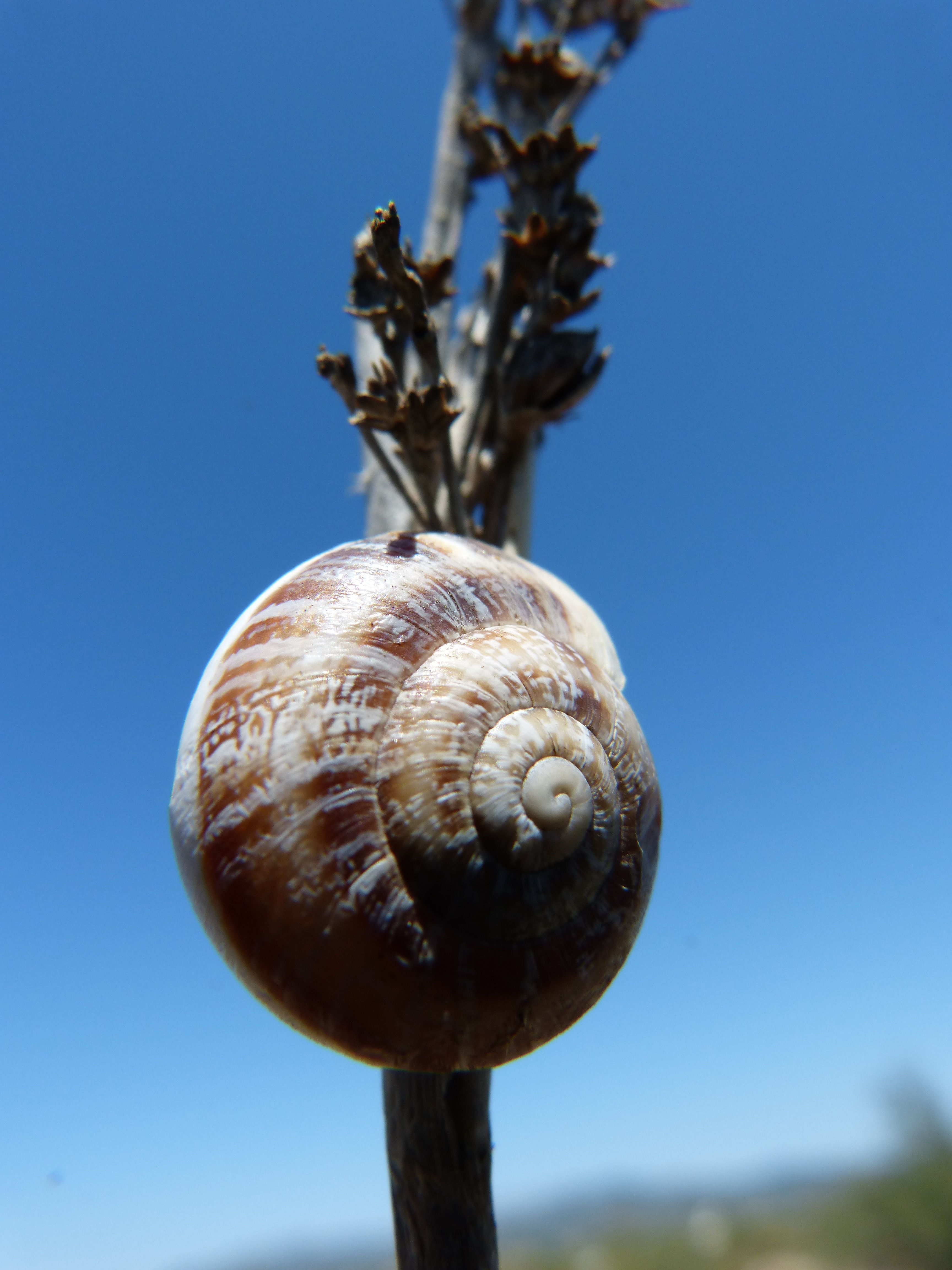 grey and brown snail shell