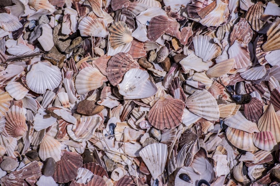 seashell lot preview