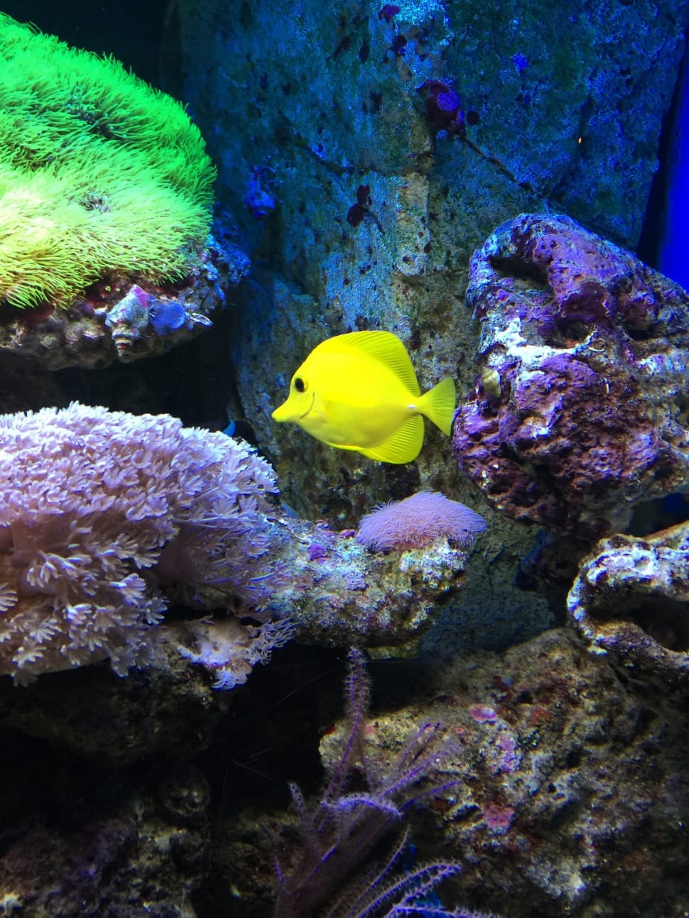 yellow tang preview