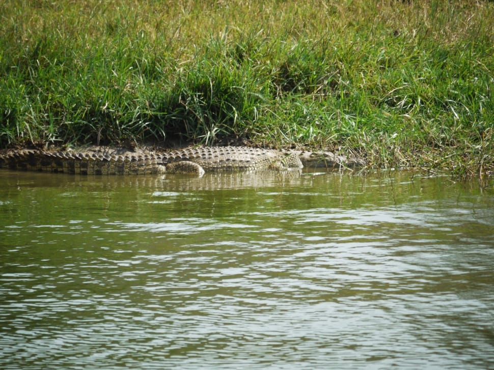 beige and grey crocodile preview