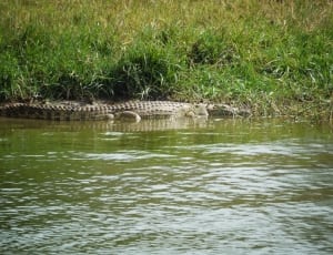 beige and grey crocodile thumbnail