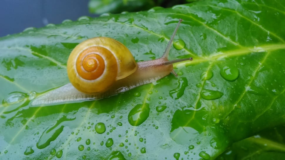 yellow snail preview
