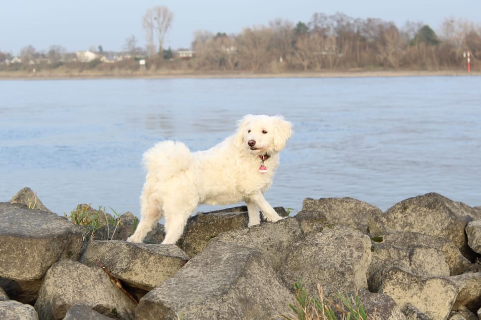 white dog on rocks beside body of water preview