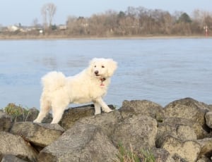 white dog on rocks beside body of water thumbnail