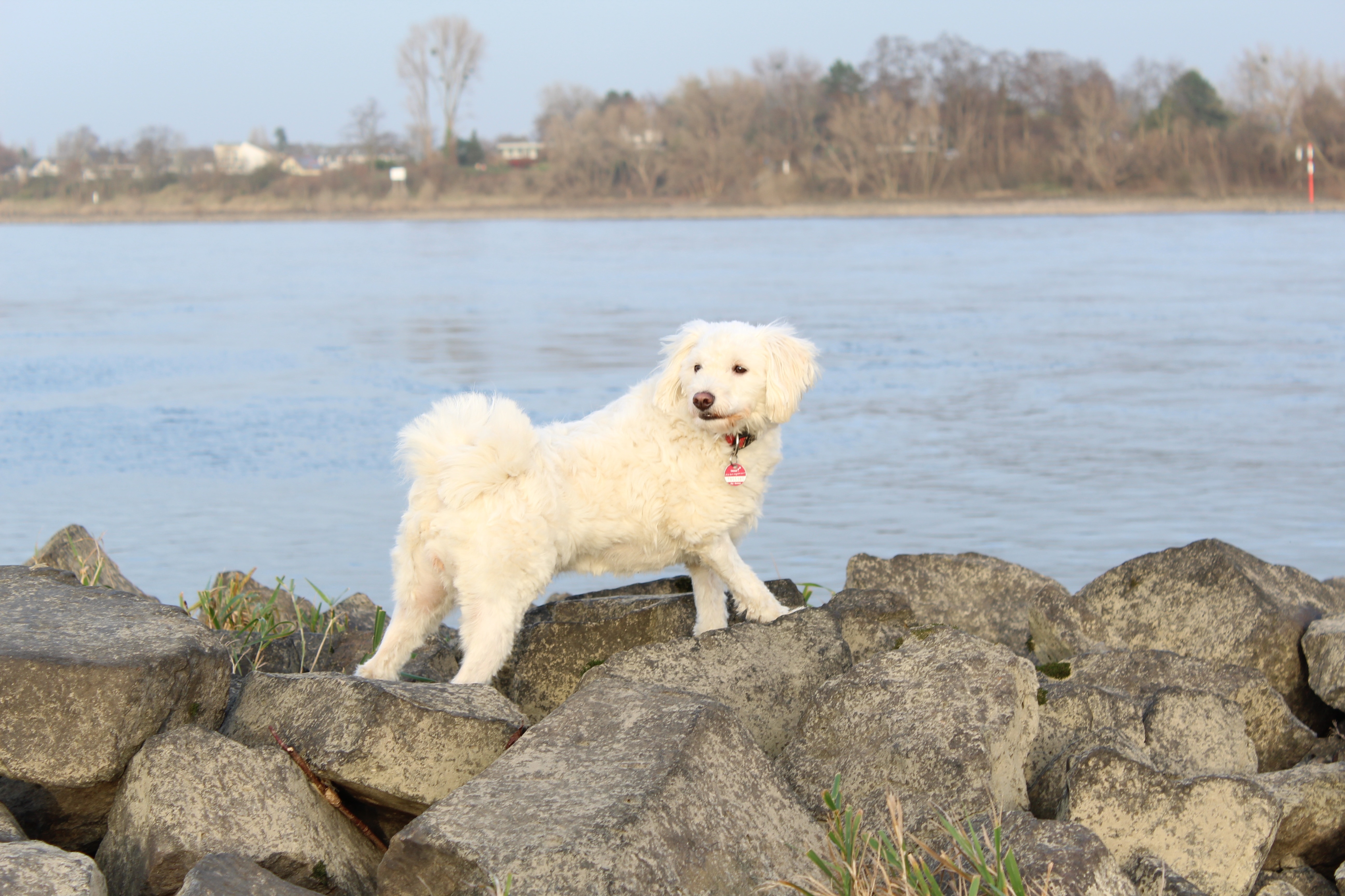 white dog on rocks beside body of water