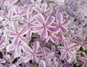 white and purple petal flower lot thumbnail