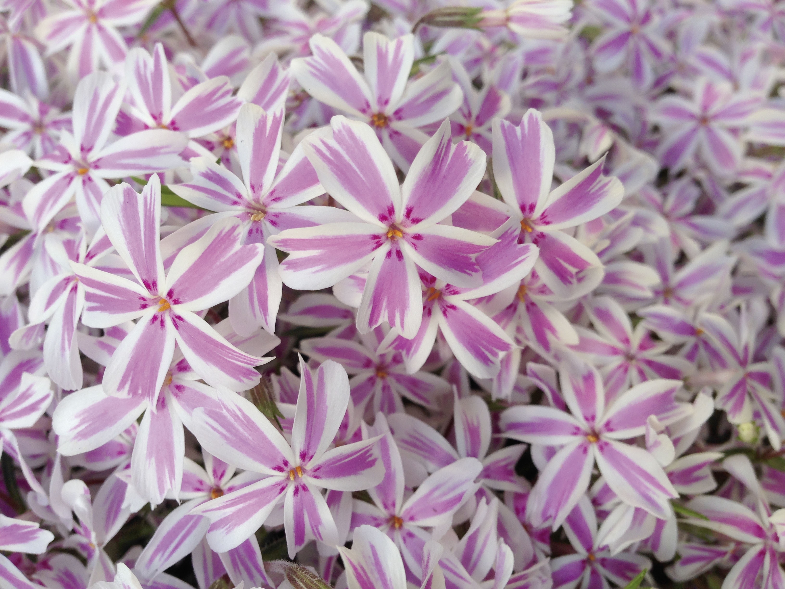 white and purple petal flower lot