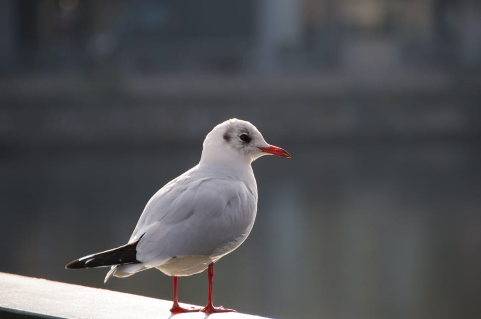 close up photo of gray seagull preview