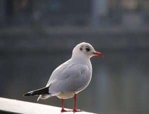 close up photo of gray seagull thumbnail