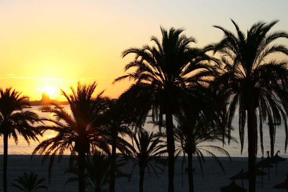 silhouette of palm trees in seashore during golden hour preview