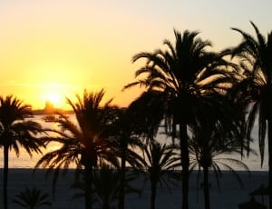 silhouette of palm trees in seashore during golden hour thumbnail