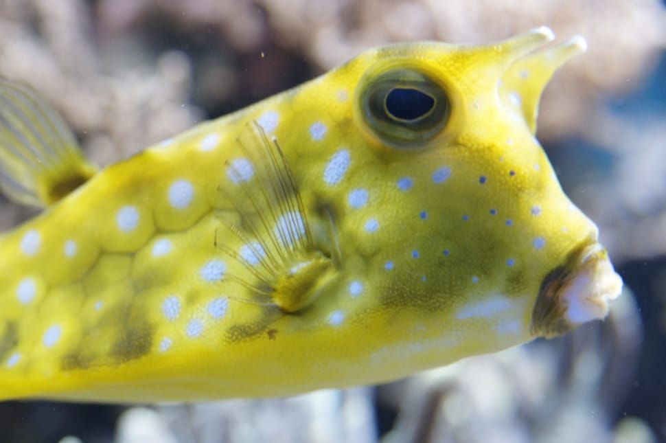 Boxfish, Underwater, Fish, Sea, Ocean, one animal, animal wildlife preview