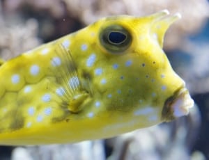 Boxfish, Underwater, Fish, Sea, Ocean, one animal, animal wildlife thumbnail