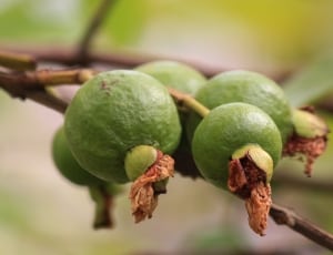 guava fruits thumbnail