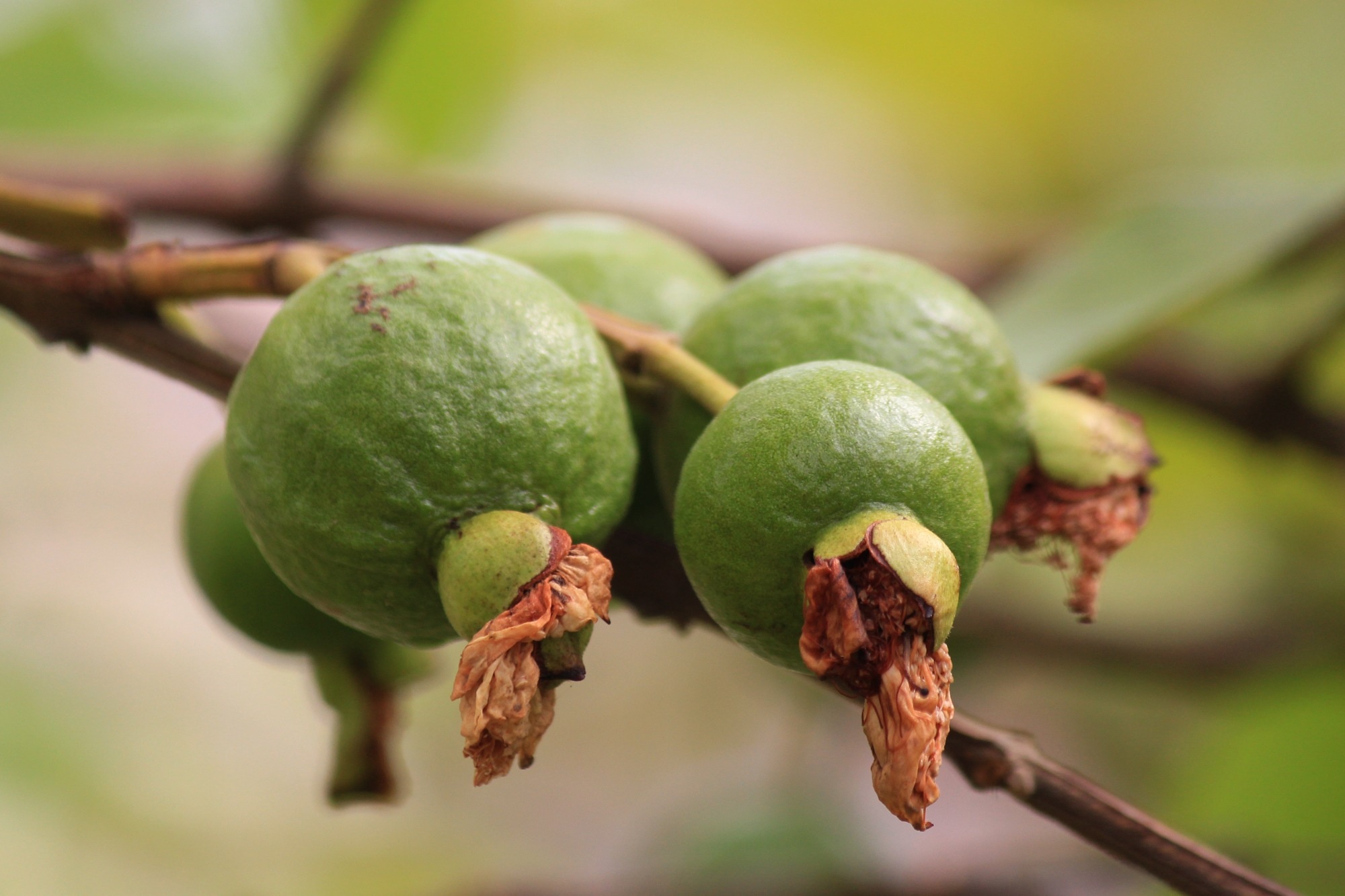 guava fruits